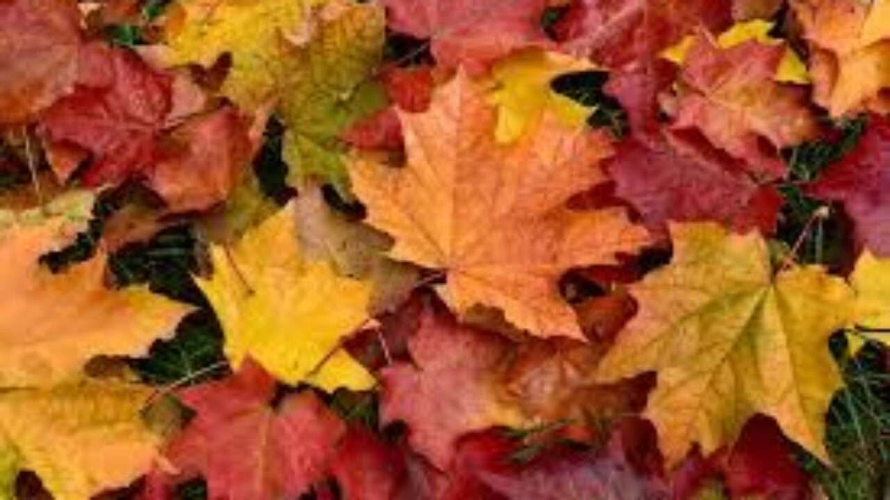 Folhas de Outono (2023) – Meio Amargo